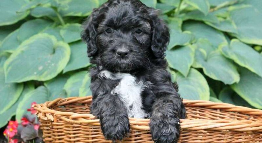 Portuguese Water Dog Mix.Meet Sid a Puppy for Adoption.