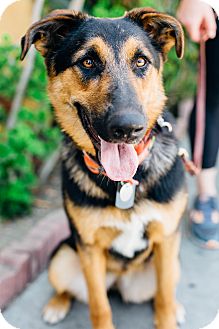 dog bernese mix shepherd german mountain adoption