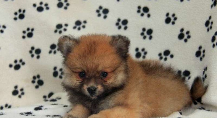 Pomeranian.meet Cinnamon A Puppy For Adoption.