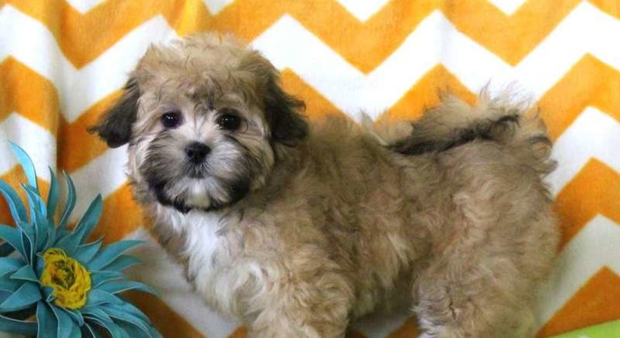 shichon dogs for adoption