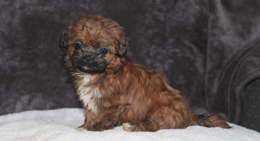 shichon rescue puppies