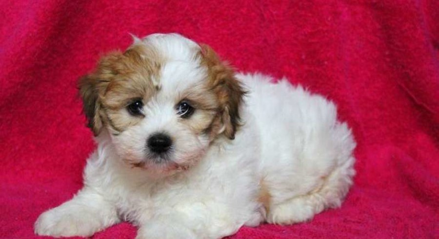 shichon dogs for adoption