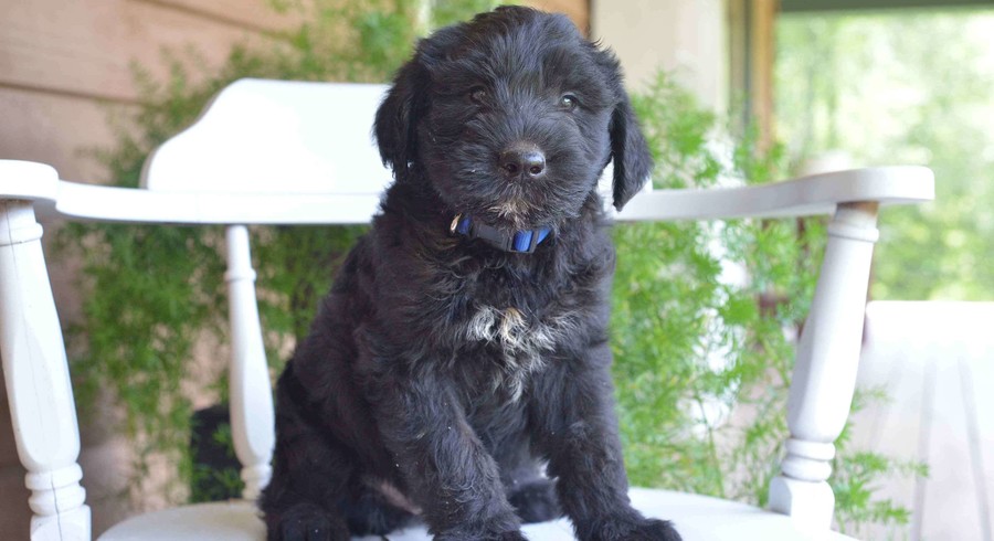Giant Schnauzer.Meet Alex a Puppy for Adoption.