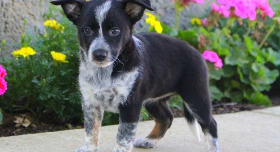 Blue Heeler Mix.Meet Addy a Puppy for Adoption.