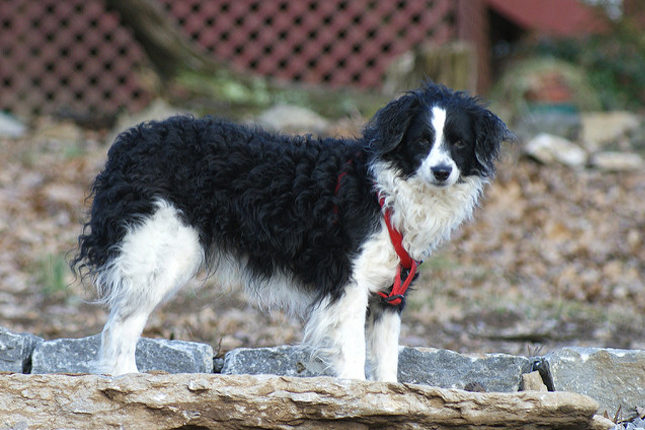Bordoodle Information - Dog Breeds at Newpetowners