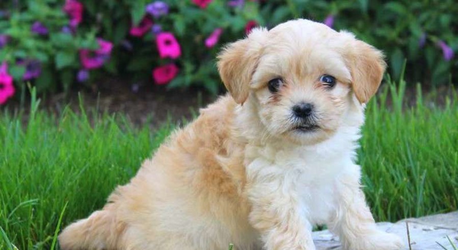 Havanese.Meet Greta a Puppy for Adoption.