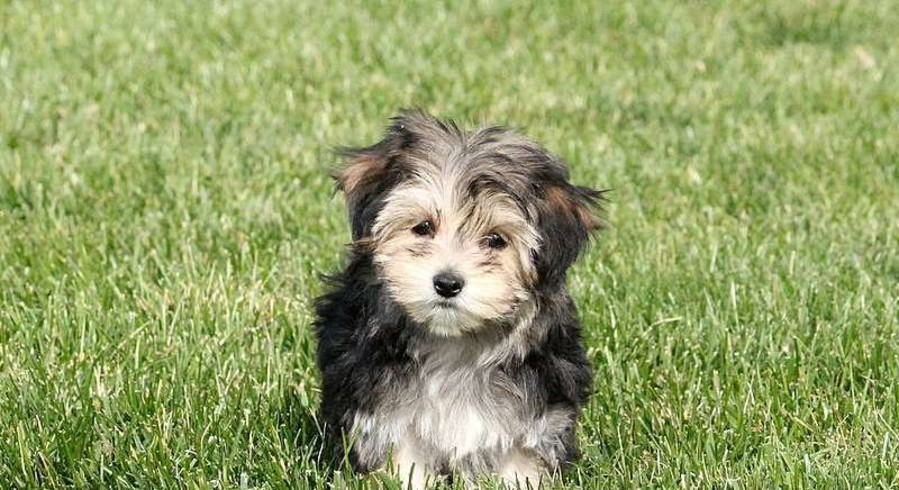 Maltese Mix.Meet Julia A Puppy For Adoption.