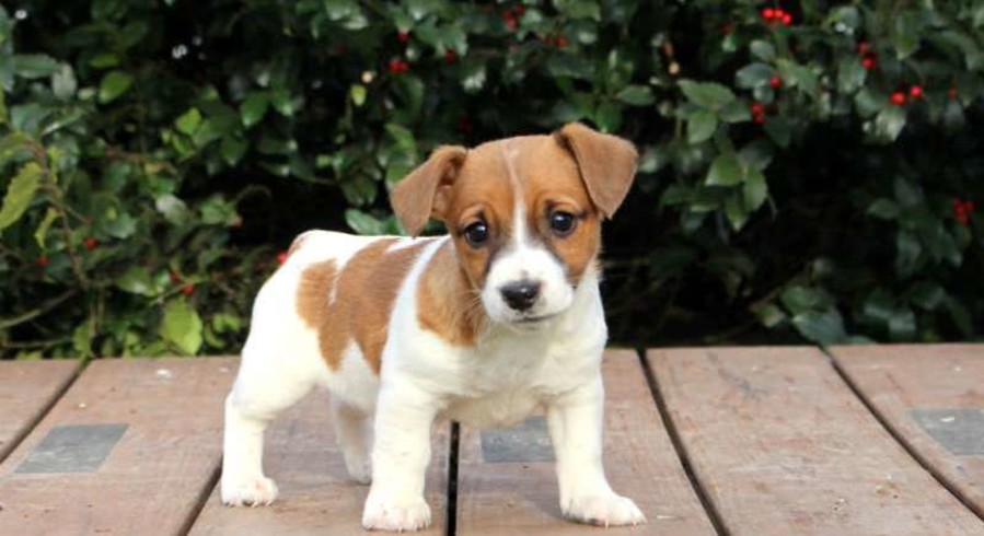 Jack Russell Terrier.Meet Ava a Puppy for Adoption.