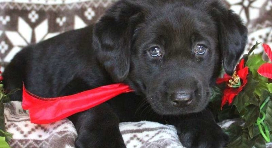 Labrador Retriever - Black.Meet Beauty a Puppy for Adoption.