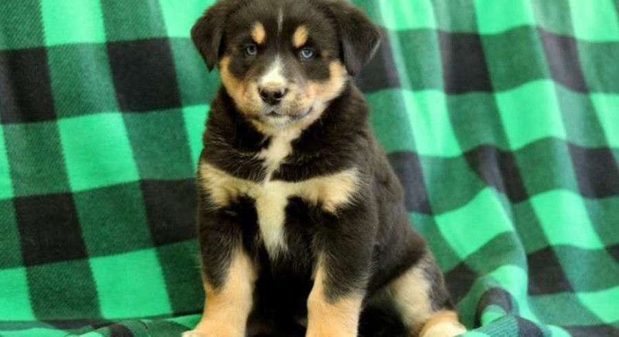 Bernese Mountain Dog Mix.Meet Ally a Puppy for Adoption.