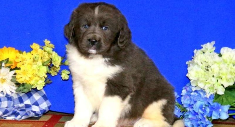 newfoundland dog teddy