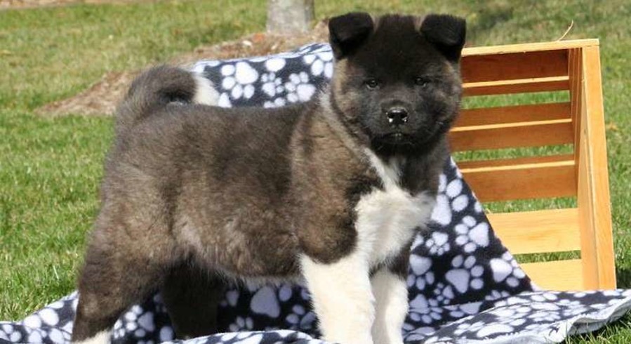 Akita.Meet Jada a Puppy for Adoption.