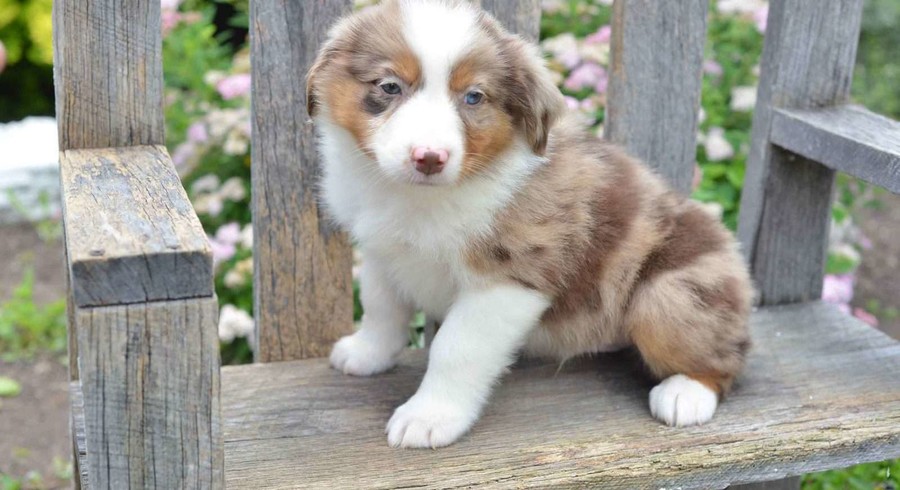 Australian Shepherd.Meet Ginger a Puppy for Adoption.