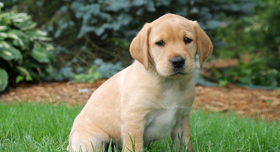 Yellow Labrador Retriever.Meet Caramel a Puppy for Adoption.