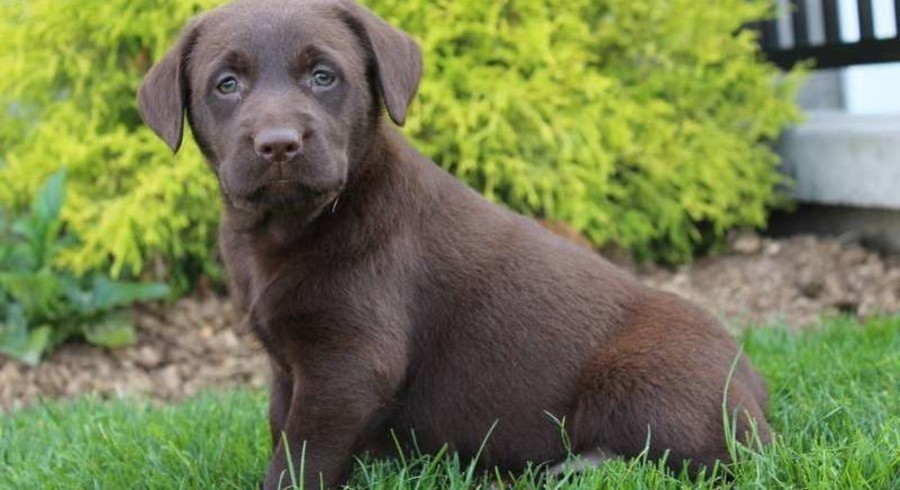 Chocolate Labrador Retriever.Meet Sarah a Puppy for Adoption.