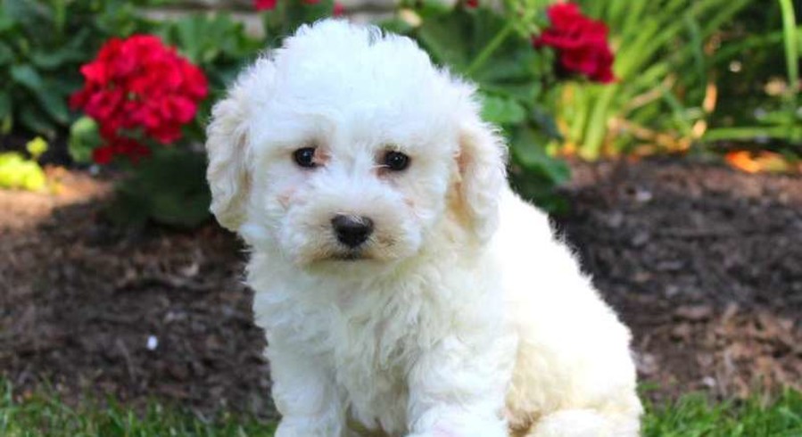 Bichon Frise.Meet Lindy a Puppy for Adoption.