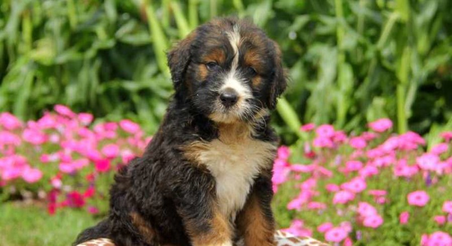 Bernese Mountain Dog Mix.Meet Rio a Puppy for Adoption.