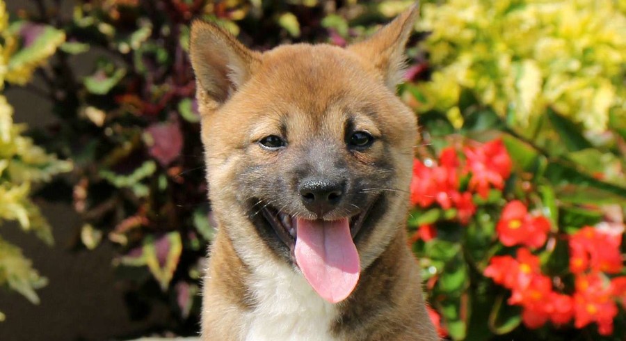 Shiba Inu Adoption San Jose