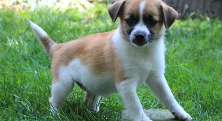 Jack Russell Mix.Meet Janet a Puppy for Adoption.