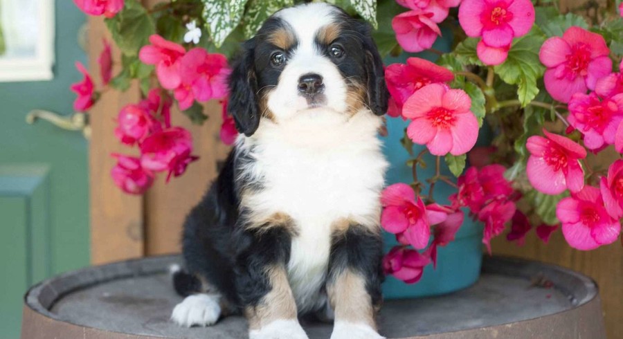 Miniature Bernese Mountain Dog.Meet Emma a Puppy for Adoption.