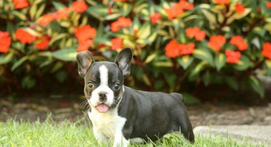 French Bulldog Mix.Meet Sebastian a Puppy for Adoption.