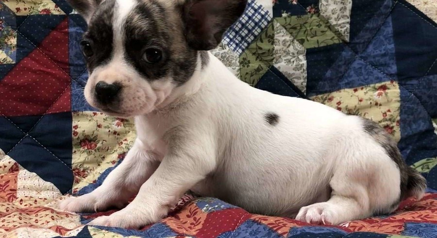 French Bulldog Mix.Meet Dallas a Puppy for Adoption.