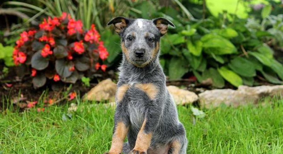 Blue Heeler Mix.Meet Tootsie a Puppy for Adoption.