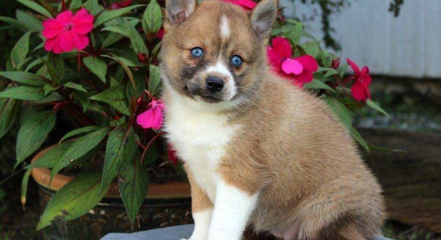 pomsky-meet-indiana-a-puppy-for-adoption