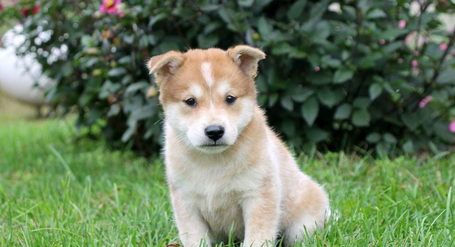 Shiba Inu Mix.Meet Chett a Puppy for Adoption.