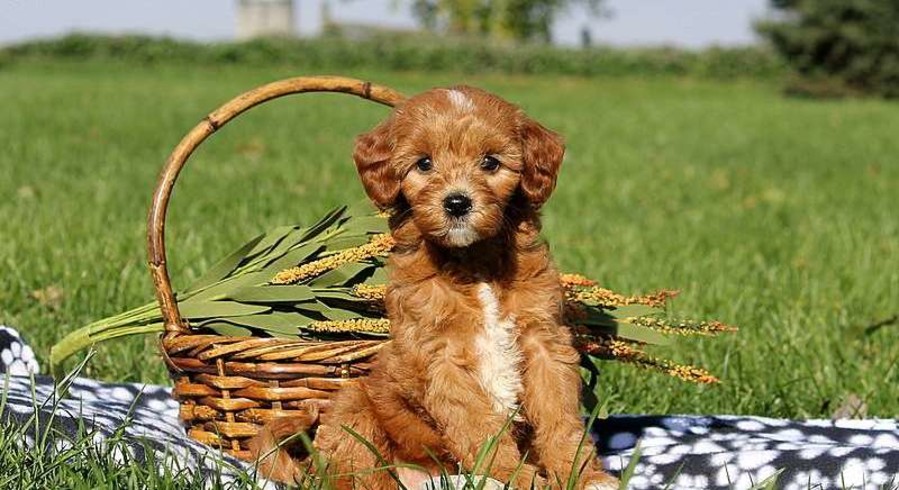 Cavalier King Charles Mix.Meet Ellery a Puppy for Adoption.