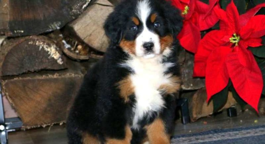 Bernese Mountain Dog.Meet Vickie a Puppy for Adoption.
