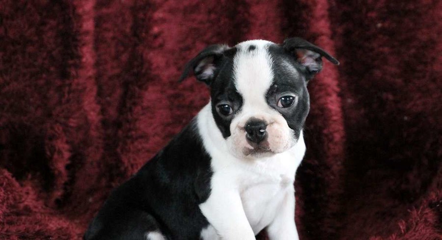 Boston Terrier.Meet Teddy a Puppy for Adoption.
