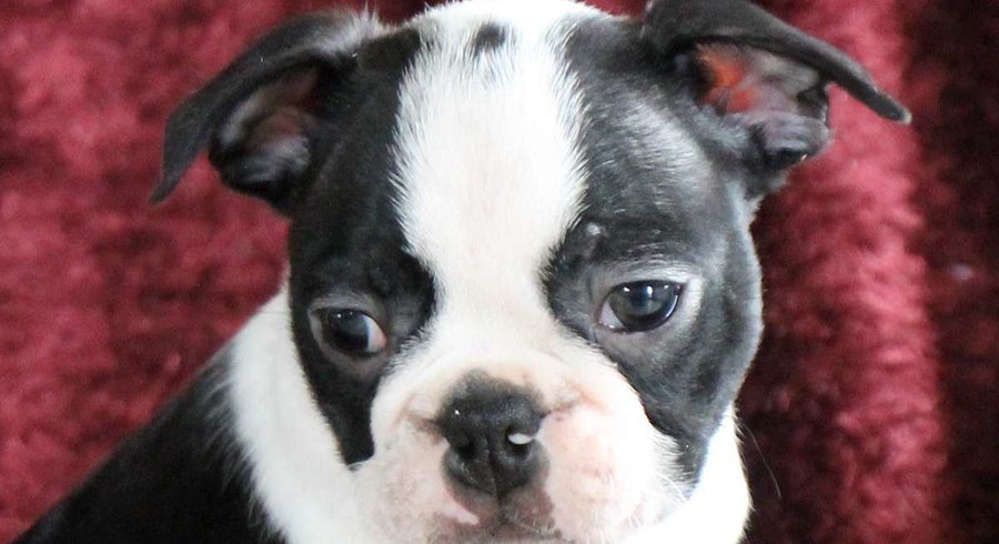 boston terrier teddy bear