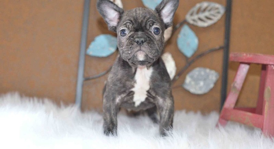 French Bulldog.Meet Dallas a Puppy for Adoption.