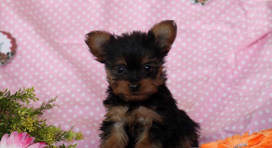 Yorkie-Poo.Meet Nora a Puppy for Adoption.