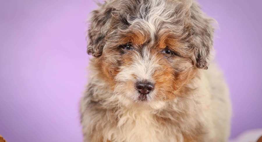 Miniature Aussiedoodle.Meet Bobby a Puppy for Adoption.