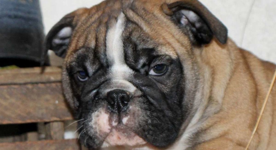English Bulldog.Meet Bear a Puppy for Adoption. English Bulldog.Meet Bear a Puppy for Adoption.