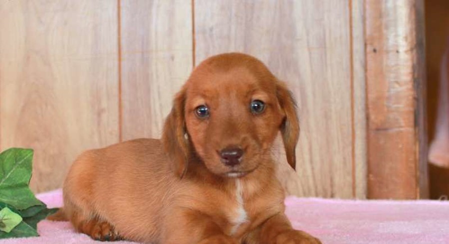 doxie mix puppies doxie mix puppies
