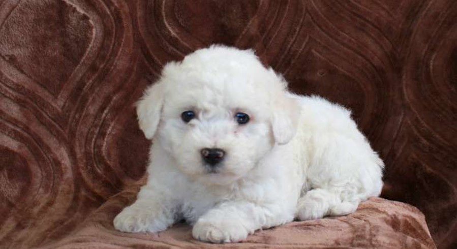 Bichon Frise.Meet Gibson a Puppy for Adoption.