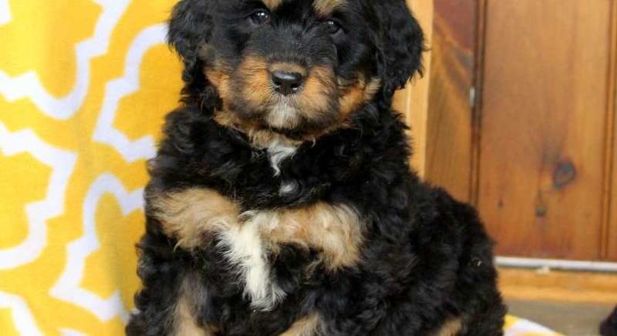 Bernedoodle.Meet Harriet a Puppy for Adoption.