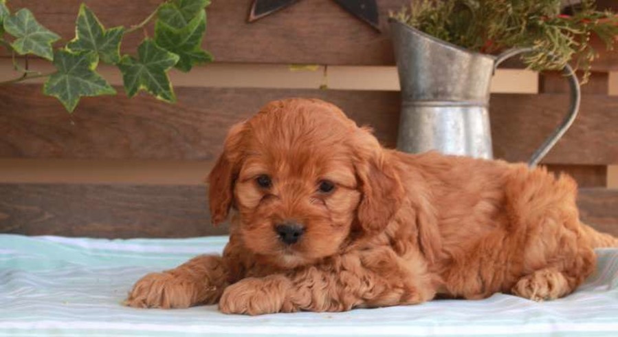 Cockapoo.Meet Norton a Puppy for Adoption.